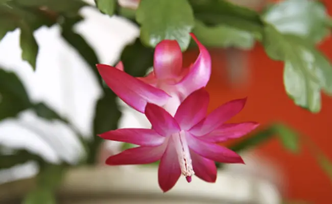 cactus de noel schlumbergera