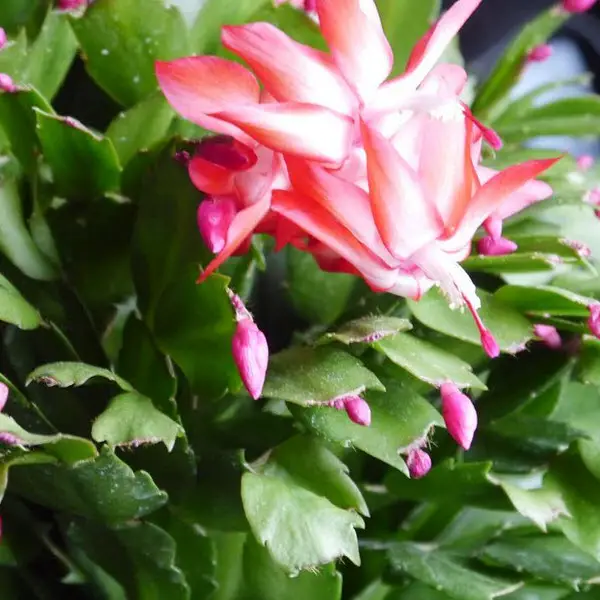 cactus de noel schlumbergera