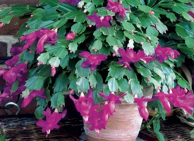 cactus de noel schlumbergera