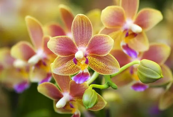 orchidee entretien